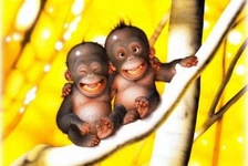 Altın Aslan Maymuncuğu Özellikleri Altın Aslan Maymuncuğu Özellikleri