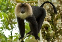 Aslan Kuyruklu Şebek Türleri ve Özellikleri Aslan Kuyruklu Şebek Türleri ve Özellikleri