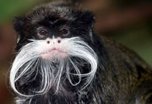 Pamuk Başlı Tamarin Habitatları Pamuk Başlı Tamarin Habitatları