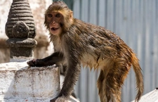 Diana Maymunu Türleri ve Özellikleri Diana Maymunu Türleri ve Özellikleri