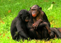 Maymun Çiftleşmesi Türleri ve Özellikleri Maymun Çiftleşmesi Türleri ve Özellikleri