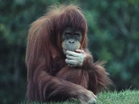 Maymun Cinsleri Nelerdir? Maymun Cinsleri Nelerdir?