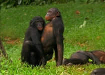 Maymunların Çiftleşmesi Maymunların Çiftleşmesi