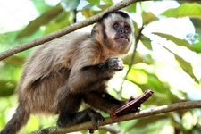 Sorguçlu Kara Şebek Türleri ve Özellikleri Sorguçlu Kara Şebek Türleri ve Özellikleri