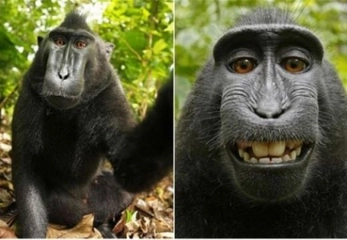 Maymun Nedir Maymun Türleri Nelerdir? Maymun Nedir Maymun Türleri Nelerdir?